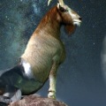 Compatibility of Capricorn with Other Zodiac Signs